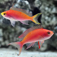 Randall’s Anthias