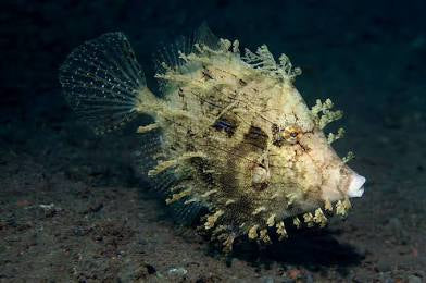 Tassle Filefish