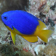 Gold Belly Damsel Fish