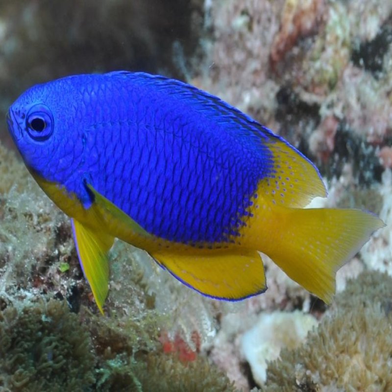 Gold Belly Damsel Fish