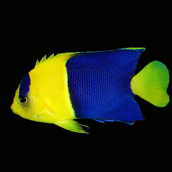 BiColor Angelfish