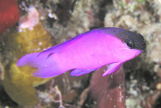 Black Cap Basslet