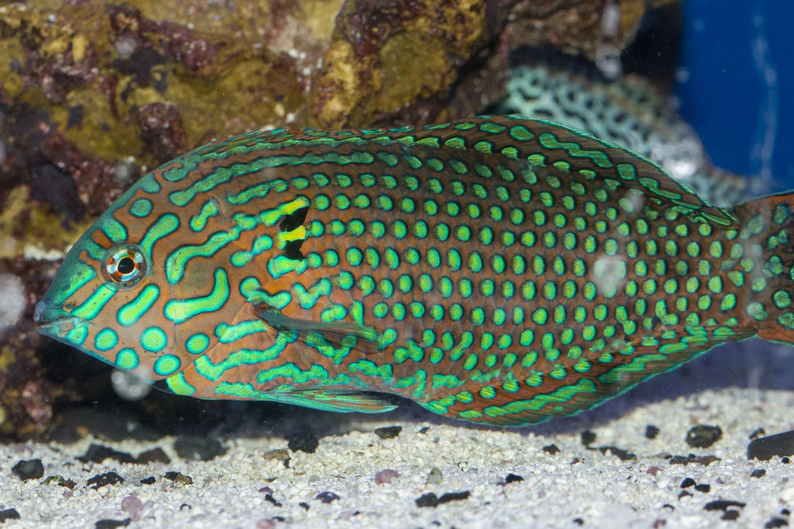 Green Leopard Wrasse
