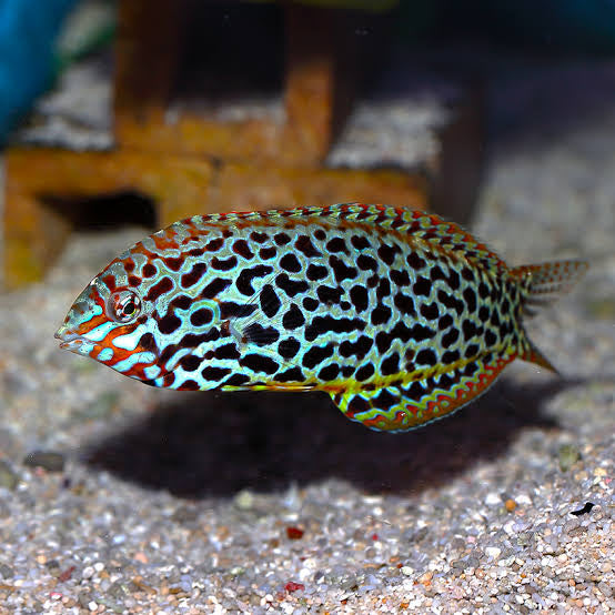 Green Leopard Wrasse