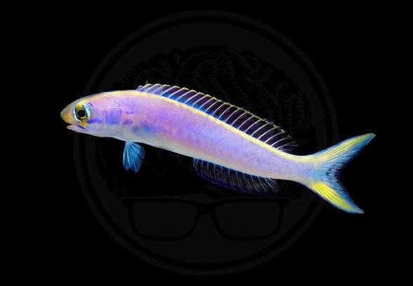 Flashing Tilefish