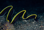 Black Ribbon Eel