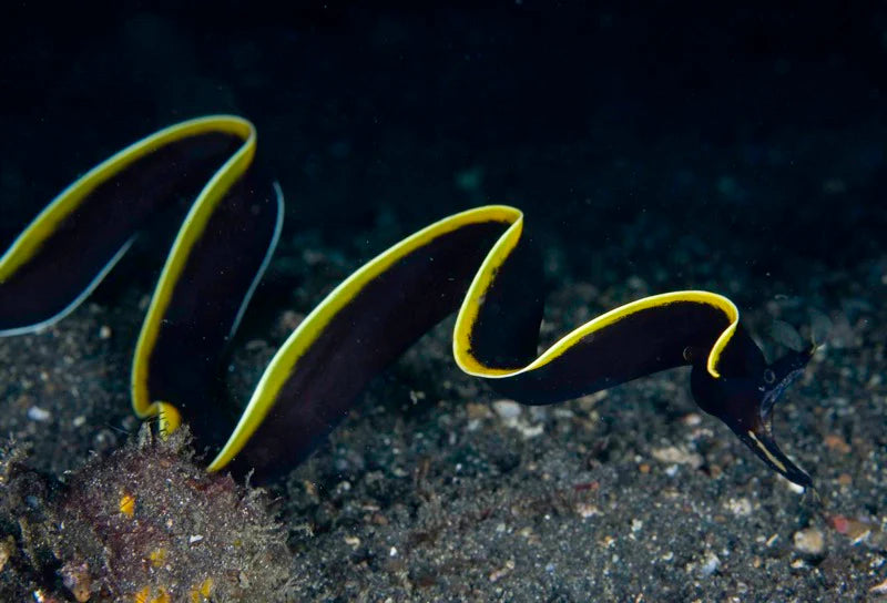 Black Ribbon Eel