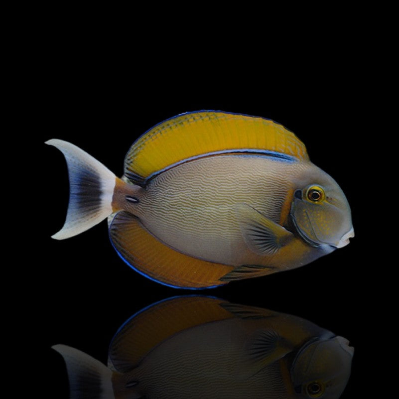 Bariene Tang