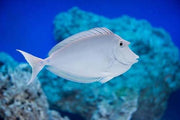 Unicorn Tang
