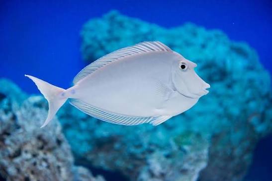 Unicorn Tang