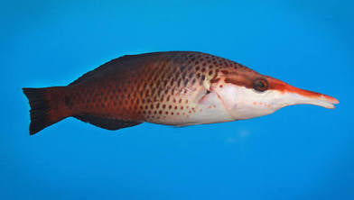Female Bird Wrasse