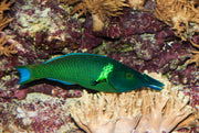 Male Bird Wrasse