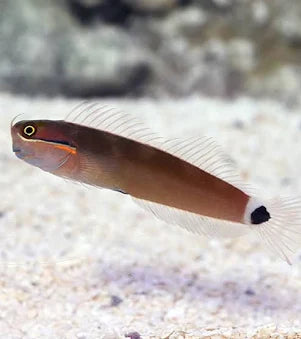 Tailspot Blenny