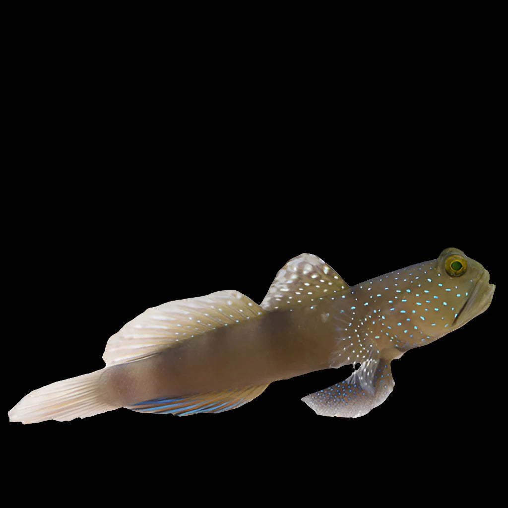 False Watchman Goby