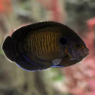 Black Knox Angel Fish