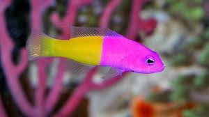 Bicolor Dottyback