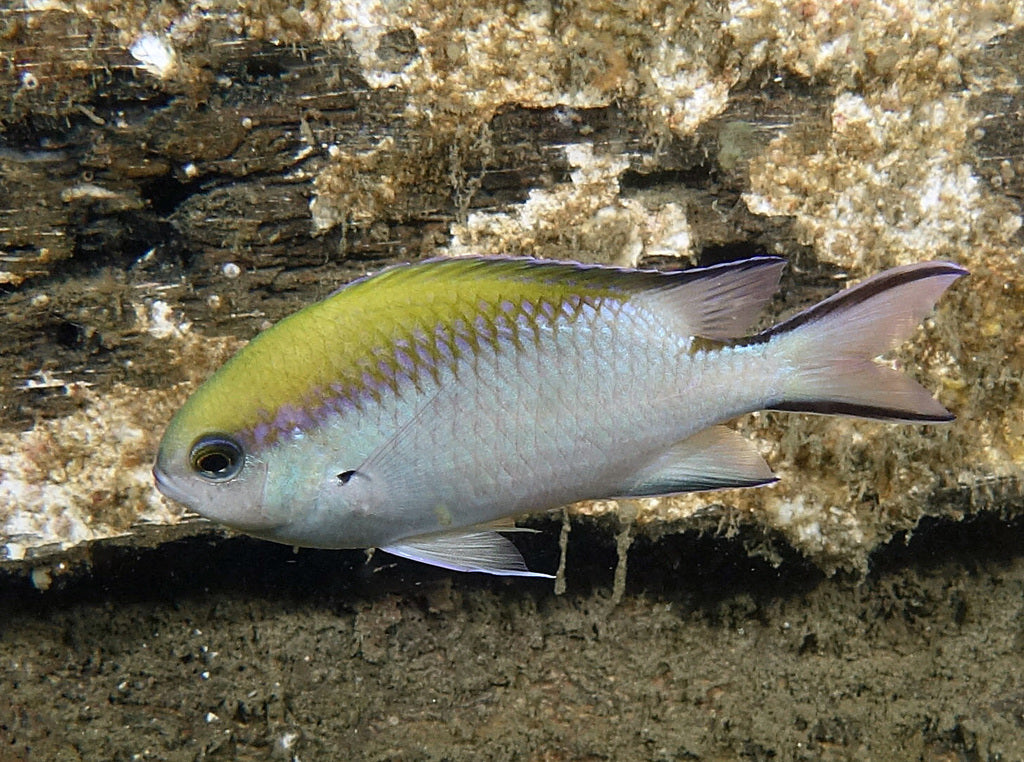 Yellowback Chromis