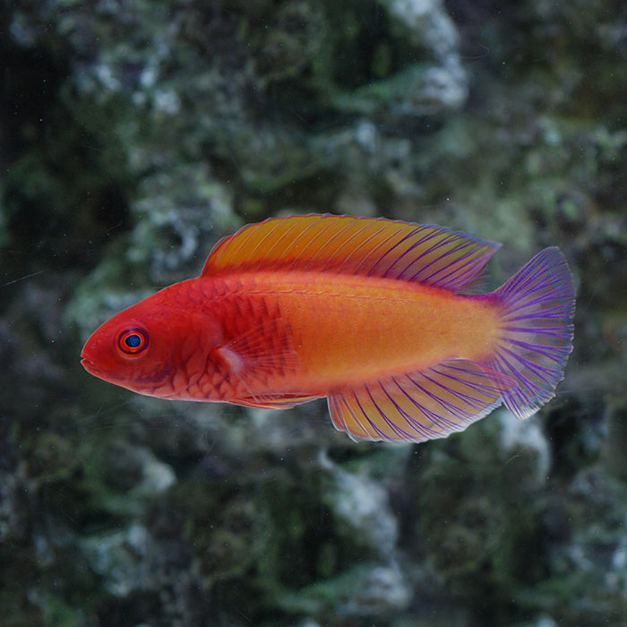 Rosy Scale Wrasse – Hydros Aquatics