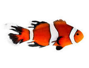 Longfin Ocellaris Clownfish