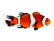 Longfin Ocellaris Clownfish