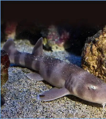 Banded Cat shark