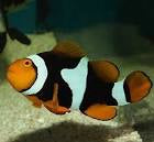 Onyx Clownfish