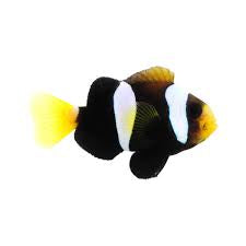 Clarki Clownfish