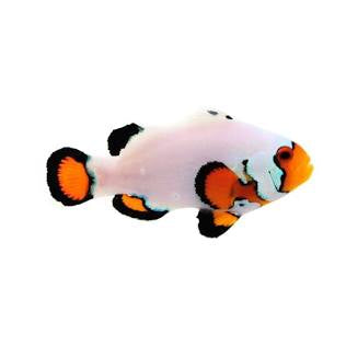 Flurry Clownfish