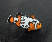 Bullet Hole Clownfish