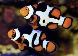 Onyx Picasso Clownfish