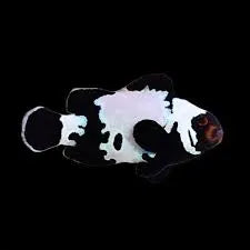 Black Snowflake Clownfish
