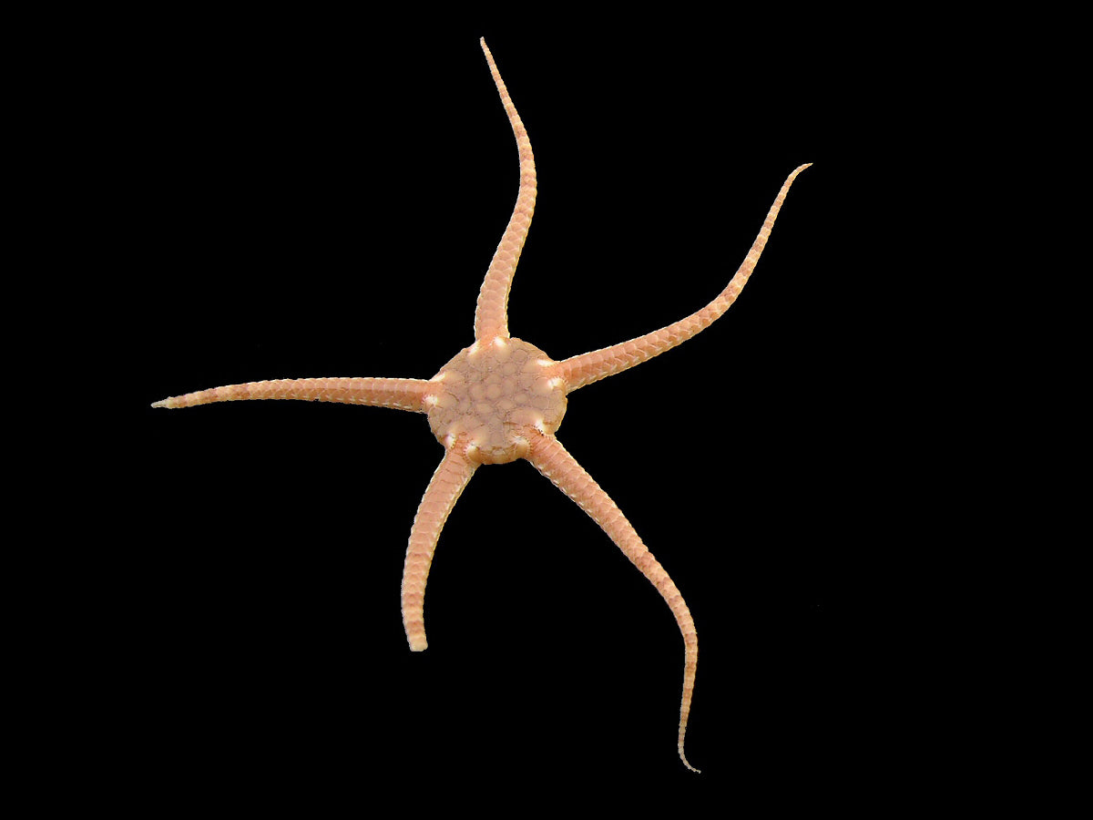 Albino Brittle Starfish