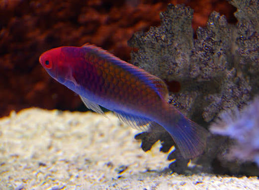 Ruby Head Fairy Wrasse