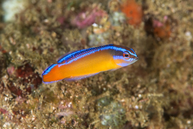Neon Dottyback