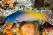 Two Tone Wrasse
