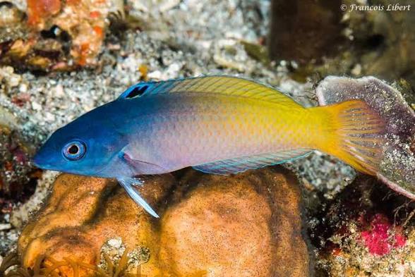 Two Tone Wrasse
