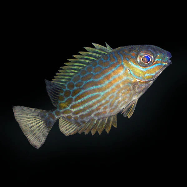 Orange Spot Rabbit Fish