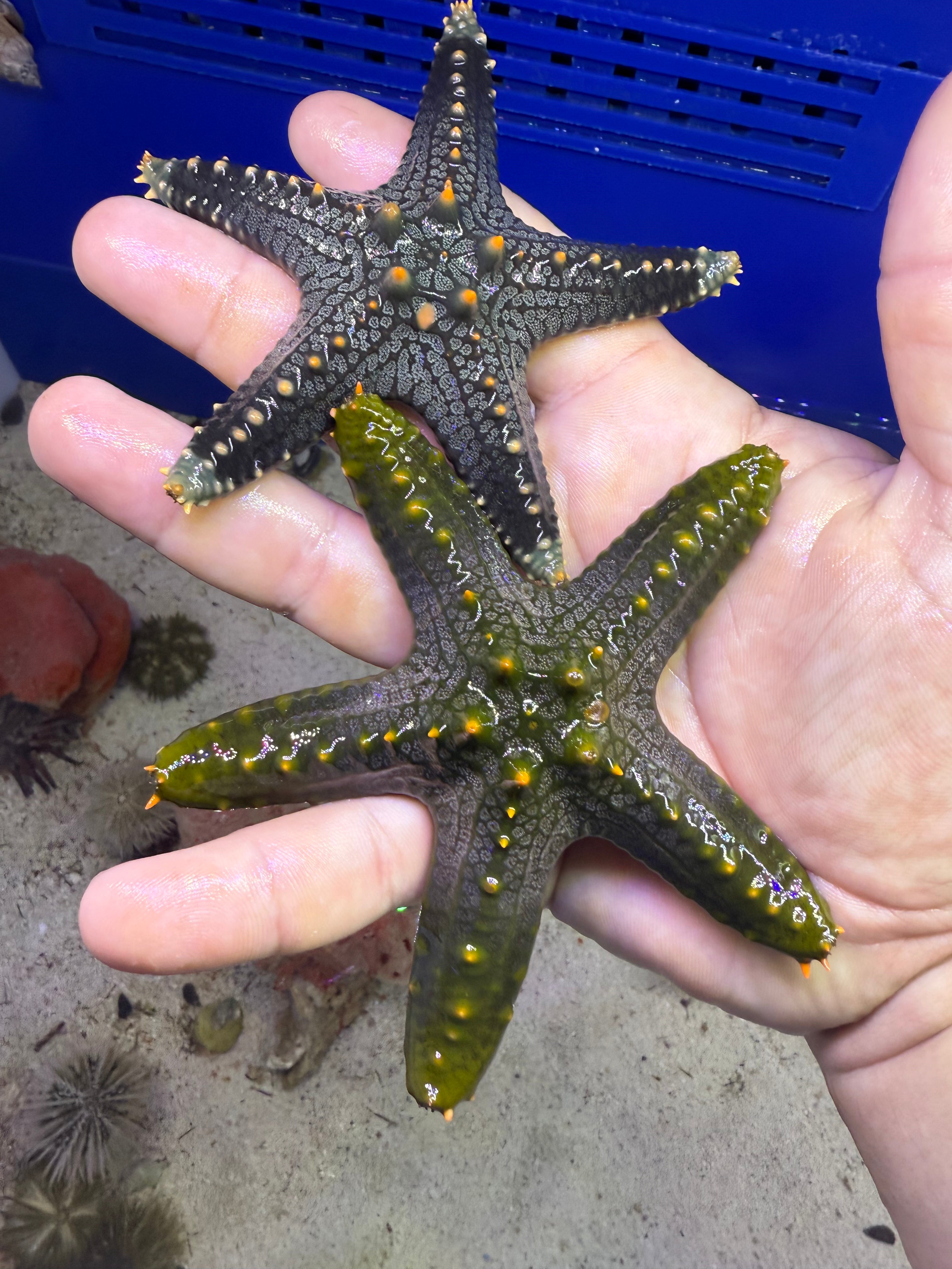 Knobbed Starfish