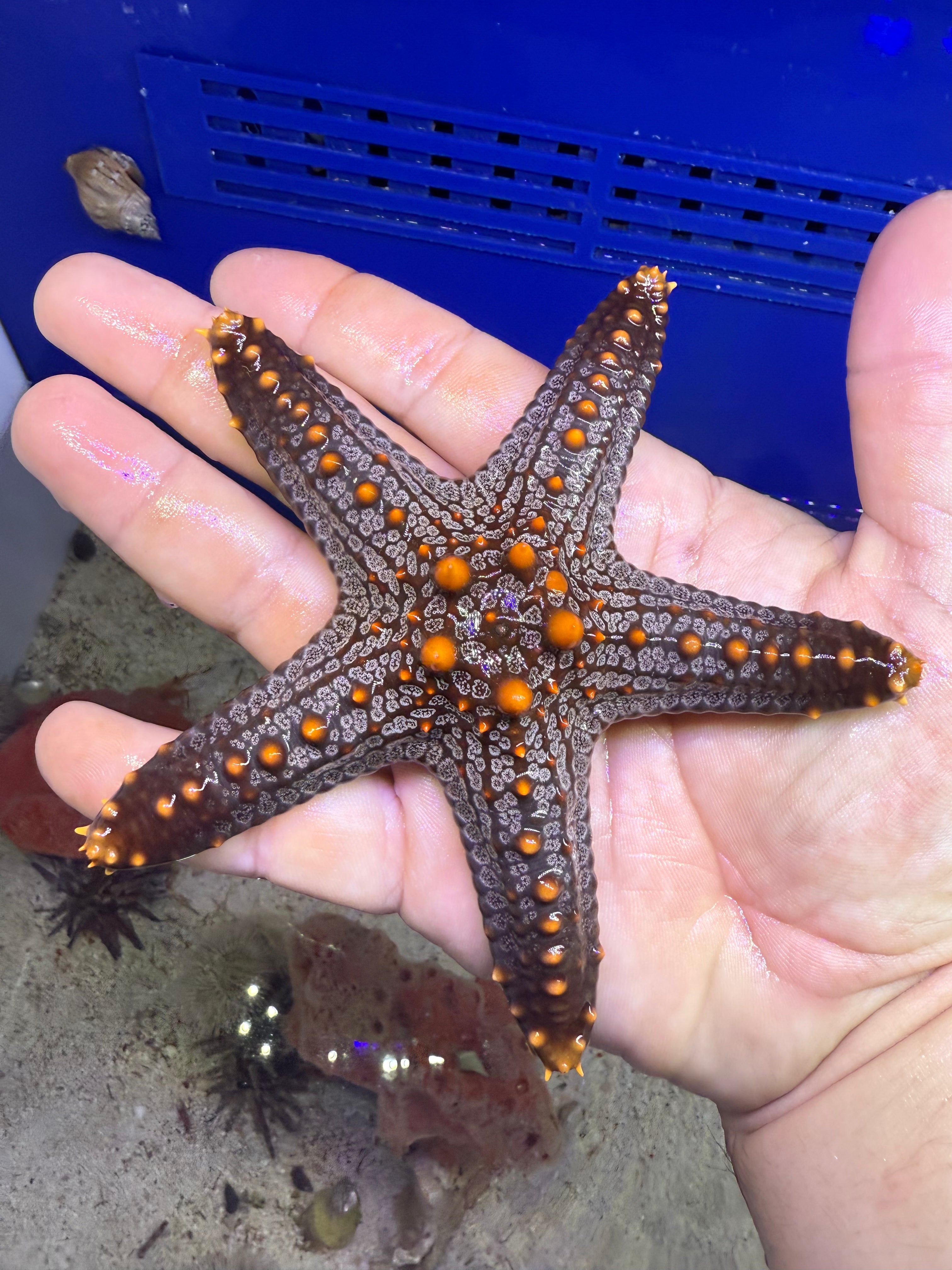 Knobbed Starfish