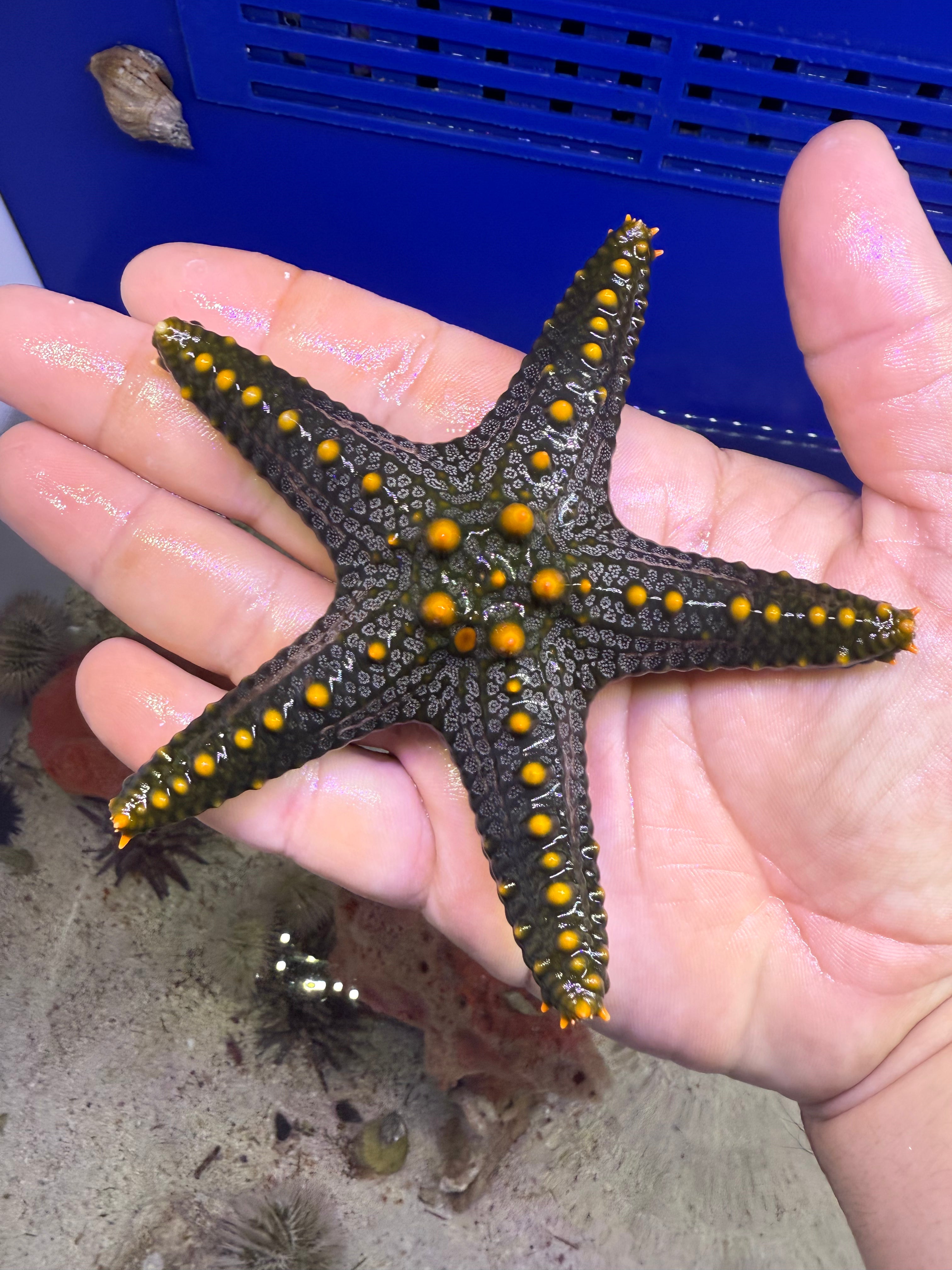 Knobbed Starfish