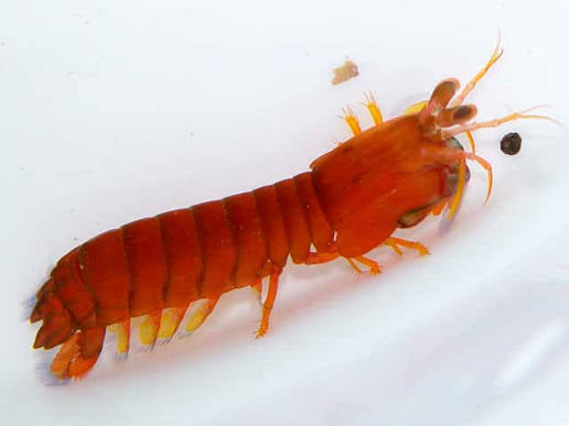 Caribbean Mantis Shrimp