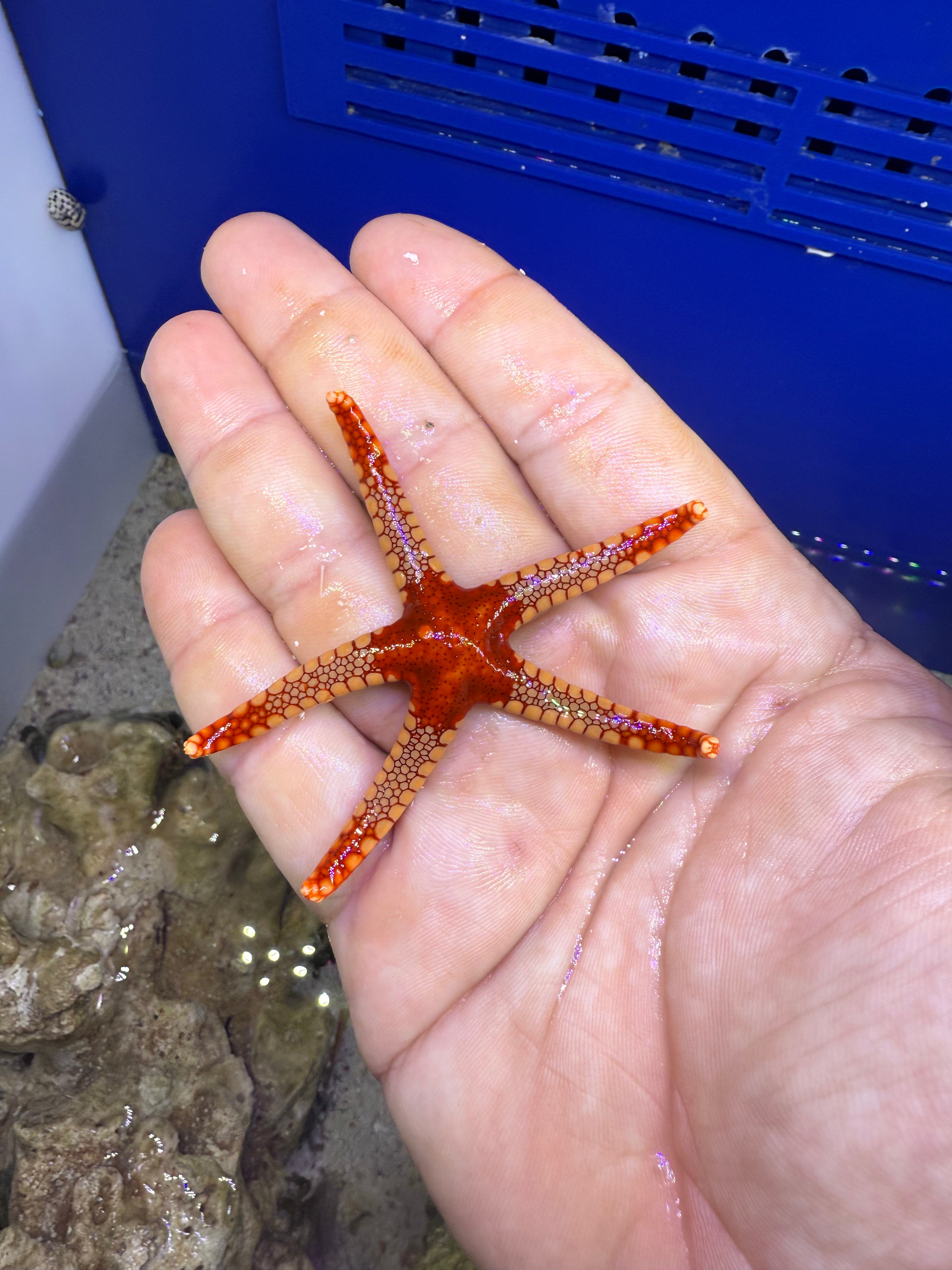 Marbled starfish