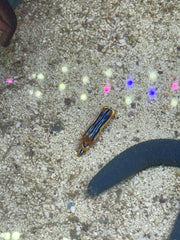 Striped Sea Slug