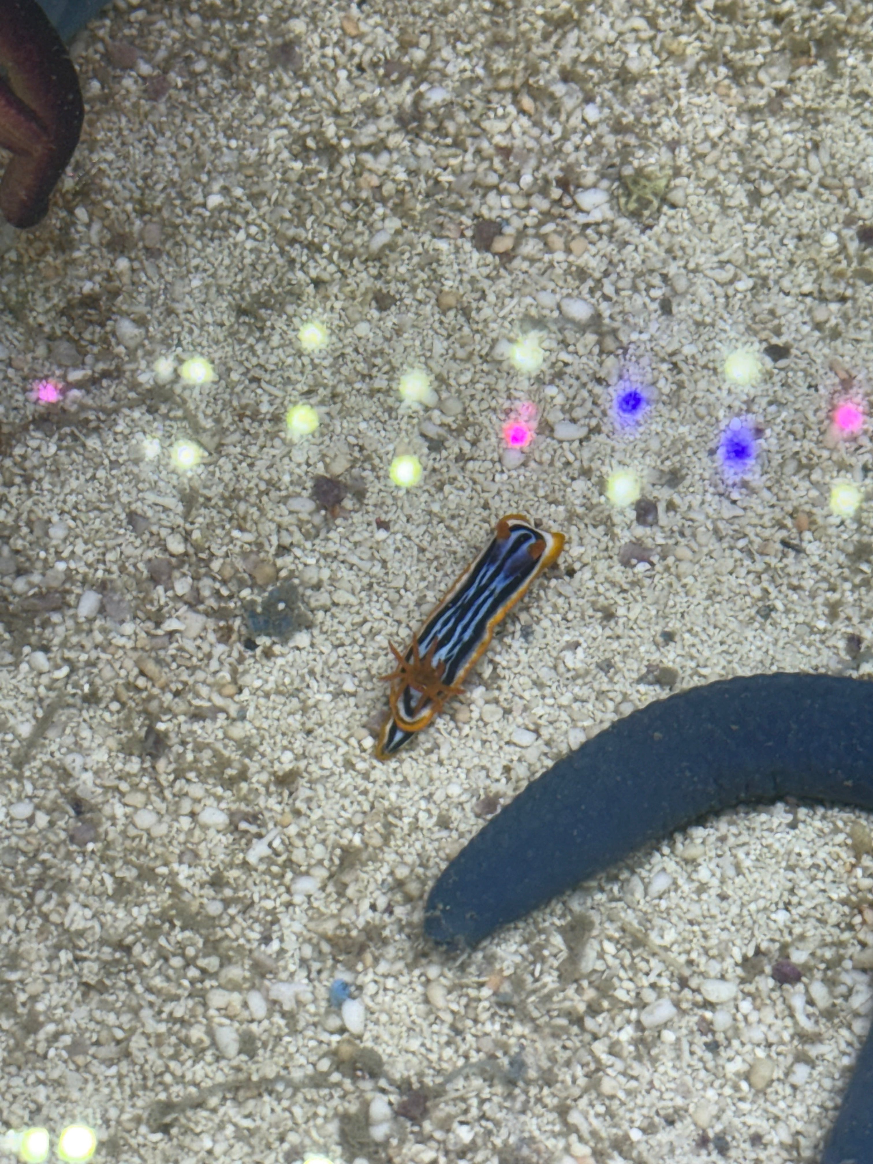 Striped Sea Slug