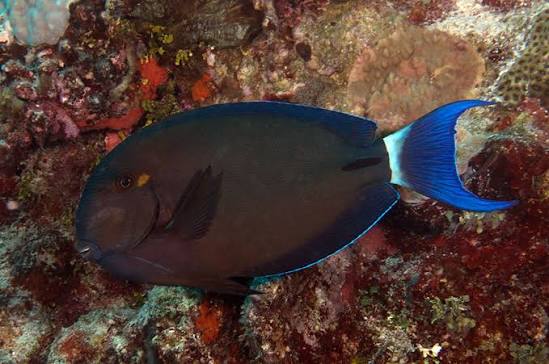 Ringtail Surgeon Tang