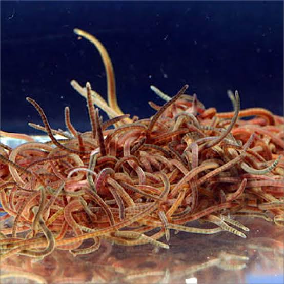 Live Black Worms