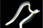 Ghost Ribbon Eel