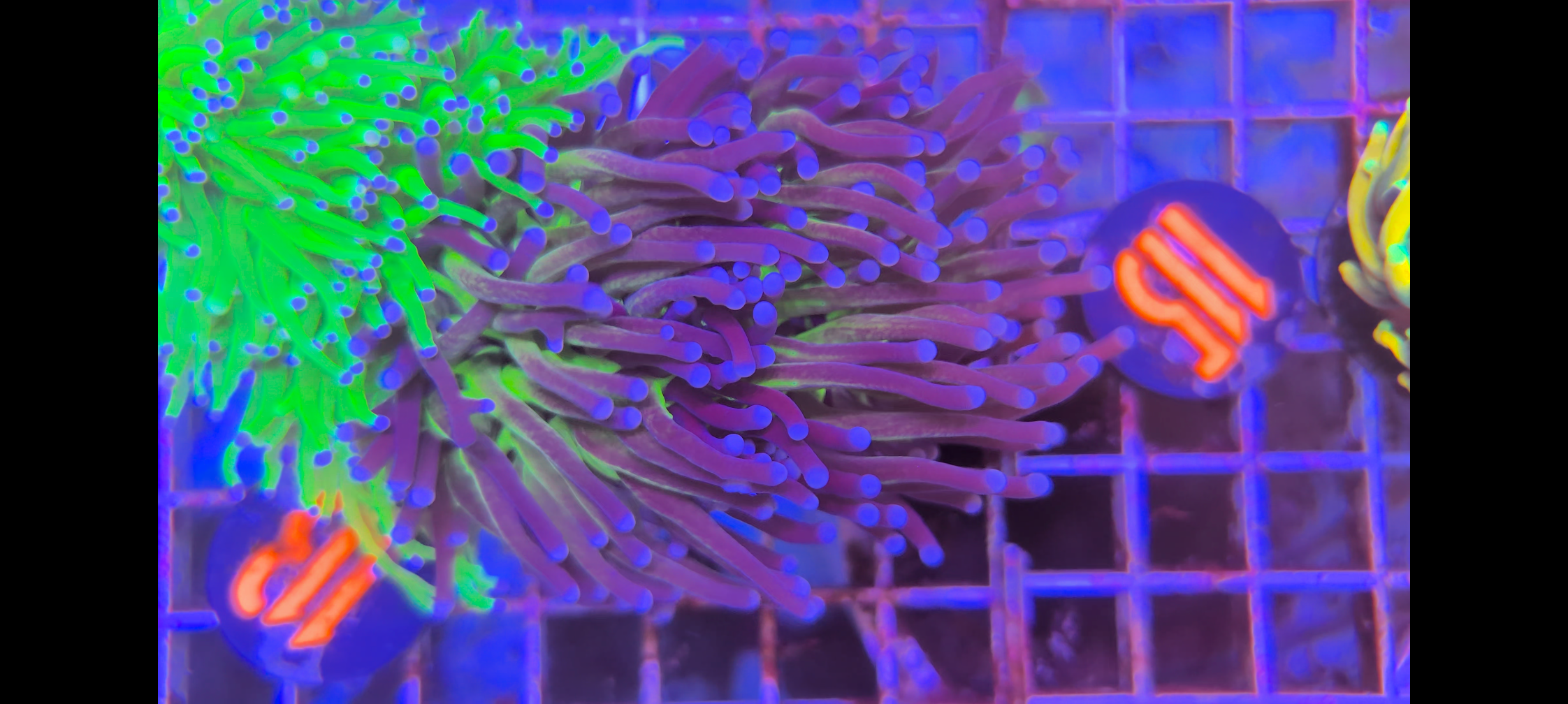 Blue Glitter Torch Coral ( 2 head )