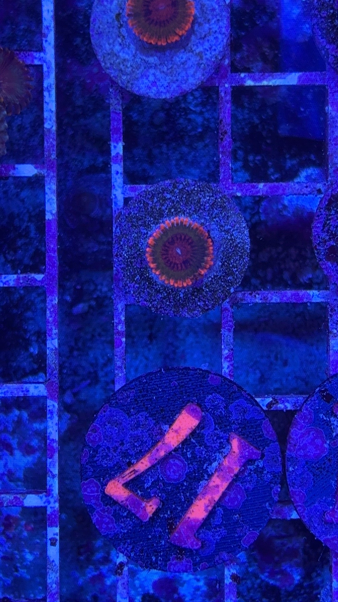 Speckled Krack Zoanthids