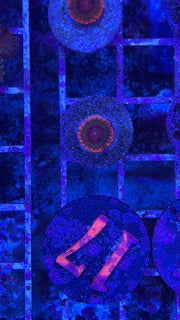 Speckled Krack Zoanthids